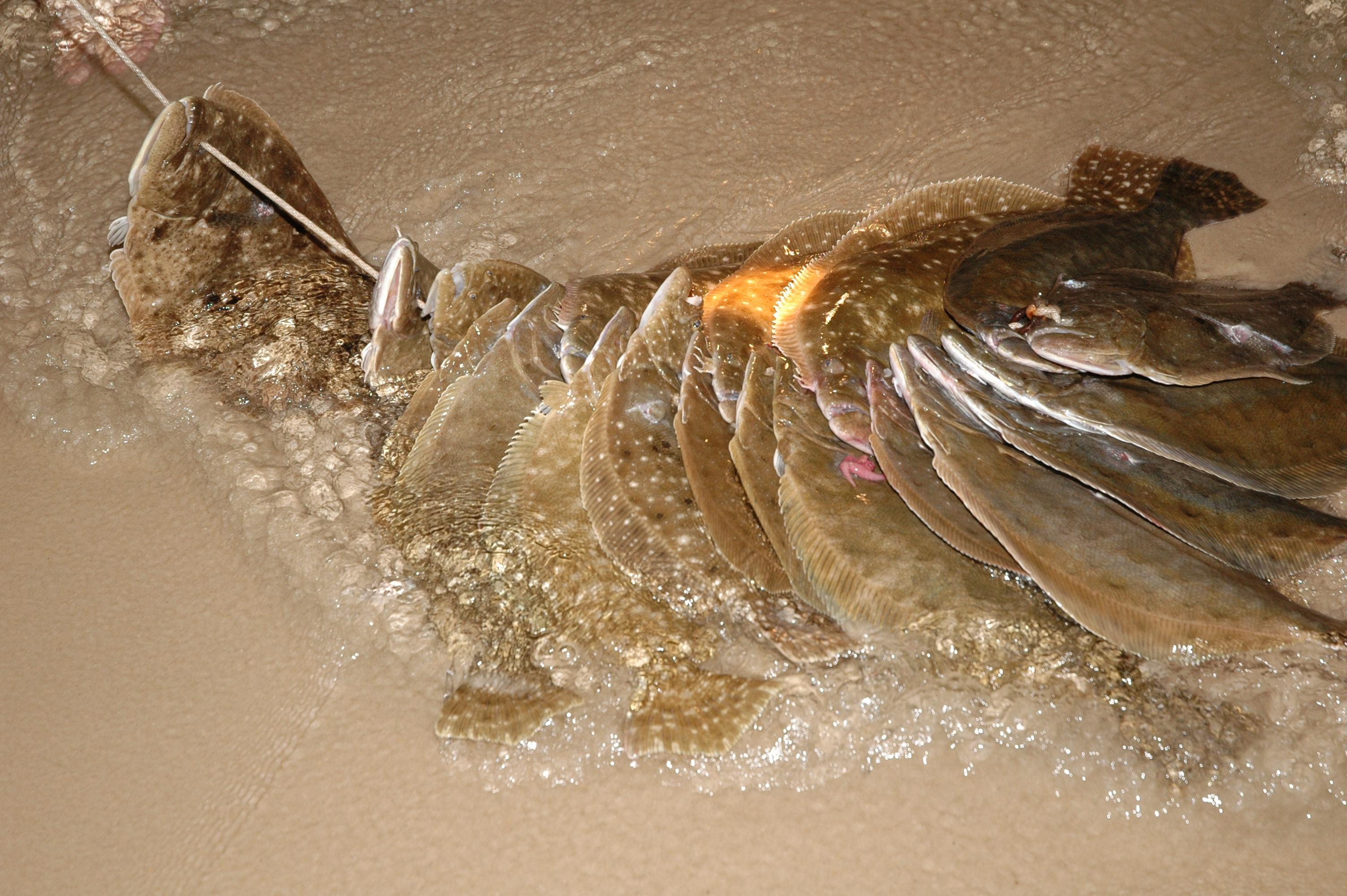 MRD Considering Changes to Flounder, Seatrout Limits Outdoor Alabama